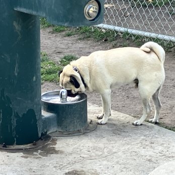 Robert White Park - Clyde getting himself a drink. - Parks Near Me - Norwalk, California
