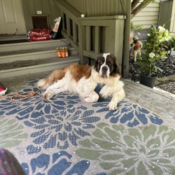 Pawsitive Pet Grooming By Karissa