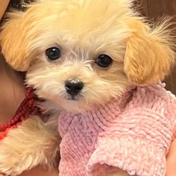 Coco loves Coco Coco loves Coco