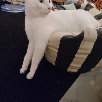 NEKO: A Cat Cafe - Themed Cafes Near Me - Seattle, Washington