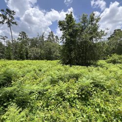 Spring Hammock Preserve