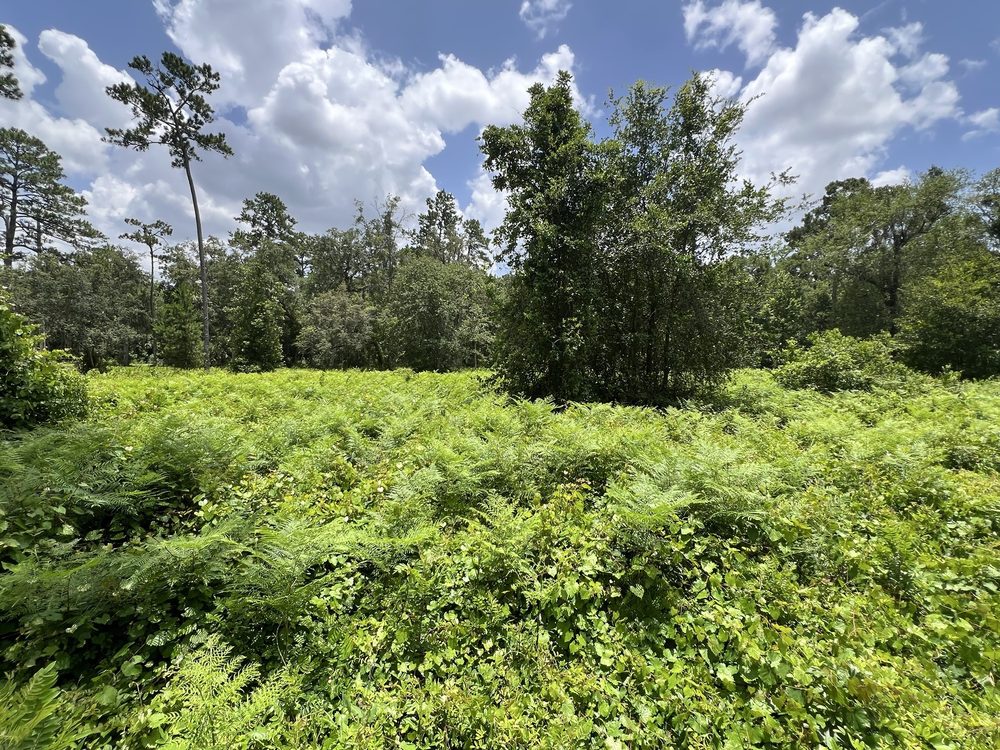 Spring Hammock Preserve Logo