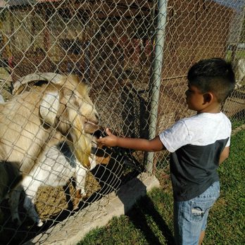 Las Cañadas Campamento - Feeding the goats,, be careful on not sticking in your fingers they are hungry!! - Amusement Parks Near Me - Ensenada, BCN