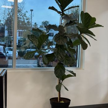 Tesla - Car Dealers Near Me - Carlsbad, California