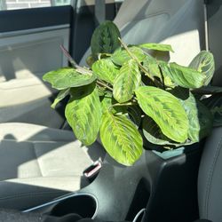 Lazlo Plants