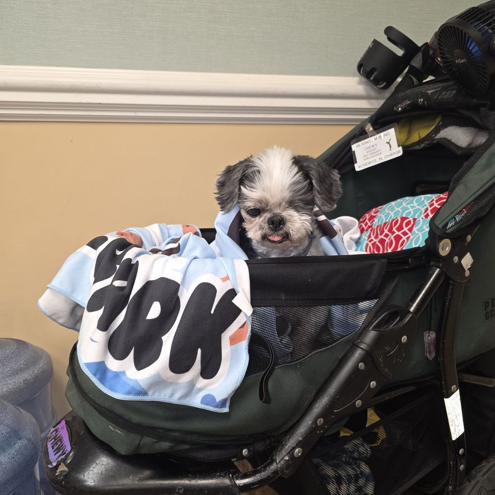Dis-and-Bark - Chewy Boy and his milk and cookies blanket - Pet Stores Near Me - Aiea, Hawaii Dis-and-Bark - Chewy Boy and his milk and cookies blanket - Pet Stores Near Me - Aiea, Hawaii