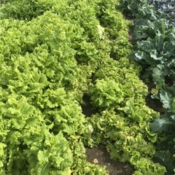 Killeen Farmers Market - Leaf lettuce and iceberg lettuce