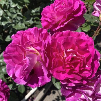 The Berkeley Rose Garden - Look at the color on these roses.  They drew me in across the garden. - Botanical Gardens Near Me - Berkeley, California