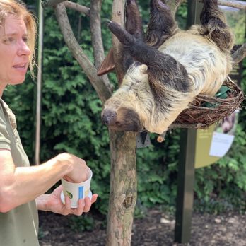 Indianapolis Zoo - I love watching the sloths! Such neat animals - Zoos Near Me - Indianapolis, Indiana Indianapolis Zoo - I love watching the sloths! Such neat animals - Zoos Near Me - Indianapolis, Indiana