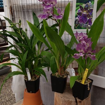 Cal Pacific Orchid Farm - Nurseries & Gardening Near Me - Encinitas, California Cal Pacific Orchid Farm - Nurseries & Gardening Near Me - Encinitas, California