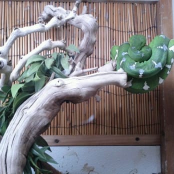 The Serpentarium - Green tree python #2 - Reptile Shops Near Me - Lodi, California The Serpentarium - Green tree python #2 - Reptile Shops Near Me - Lodi, California