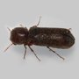 Photo of Mountain Pest Control