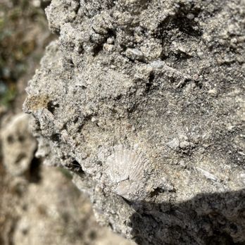 Coquina Mine Hike - Very cool rocks and fossils - Hiking Near Me - Simi Valley, California