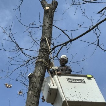 Near's Tree Service - Using the bucket truck to cut down the oaks that stretched out over our home. - Tree Services Near Me - White Cloud, Michigan Near's Tree Service - Using the bucket truck to cut down the oaks that stretched out over our home. - Tree Services Near Me - White Cloud, Michigan