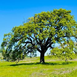 Rush Creek Preserve