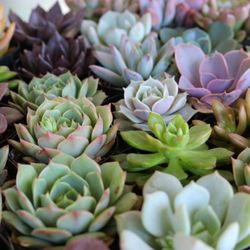 Wilmington Nursery