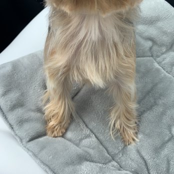 Carmel Groomers  - Pet Groomers Near Me - Carmel, California