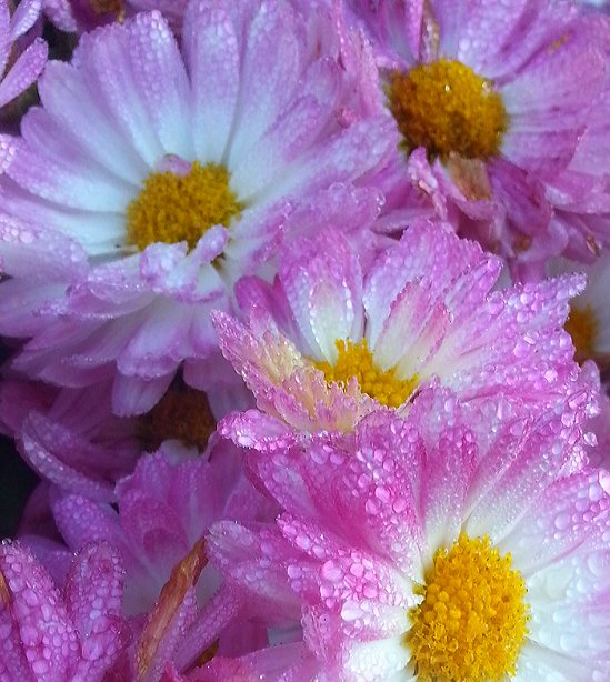 AUBURN OAKS NURSERY Updated September 2024 28 Photos & 12 Reviews