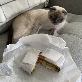 Orange Sunrise - Kinda small sandwiches (cat for comparison) - Sandwiches Near Me - San Jose, California