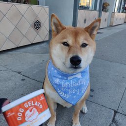 Birthday bandana and dog gelato Birthday bandana and dog gelato