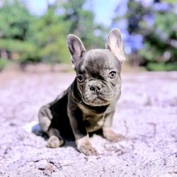 My 1 Frenchie Love - Available puppy
female blue and tan
guaranteed to steal your heart