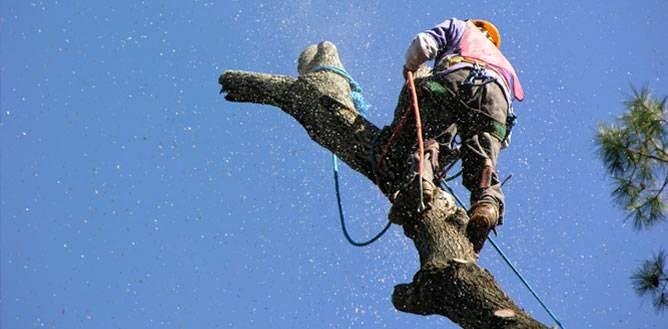 The Tree Doctor - tree service in Urbandale, IA