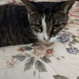 One of the cats in question. One of the cats in question.