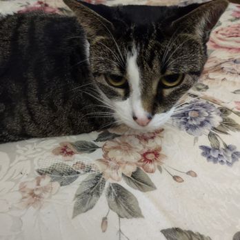Siloam Springs Veterinary - One of the cats in question. - Veterinarians Near Me - Siloam Springs, Arkansas Siloam Springs Veterinary - One of the cats in question. - Veterinarians Near Me - Siloam Springs, Arkansas