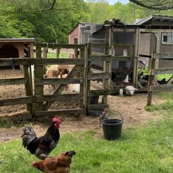 Daisy Field Farm