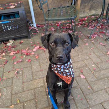 Everyday K9 Solutions - Benci - Pet Training Near Me - Edmonds, Washington Everyday K9 Solutions - Benci - Pet Training Near Me - Edmonds, Washington