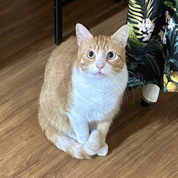 All About Cats Pet Sitting - Pet Sitting Near Me All About Cats Pet Sitting - Pet Sitting Near Me