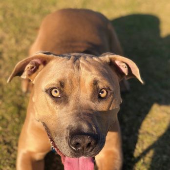 OCK-9Services - Bruno and his mastered "Down" command! - Pet Training Near Me - Santa Ana, California