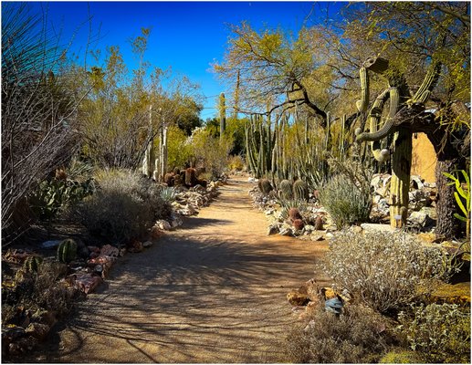 Tucson Botanical Gardens by null