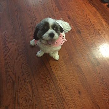 Plush Pups - Pet Stores Near Me - Huntingdon Valley, Pennsylvania Plush Pups - Pet Stores Near Me - Huntingdon Valley, Pennsylvania
