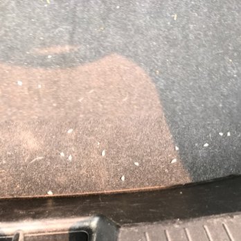 Hertz Rent A Car - "you left a mess in the trunk" this is the best picture she could give me. A very zoomed in picture of the carpet. - Car Rental Near Me - Missoula, Montana Hertz Rent A Car - "you left a mess in the trunk" this is the best picture she could give me. A very zoomed in picture of the carpet. - Car Rental Near Me - Missoula, Montana