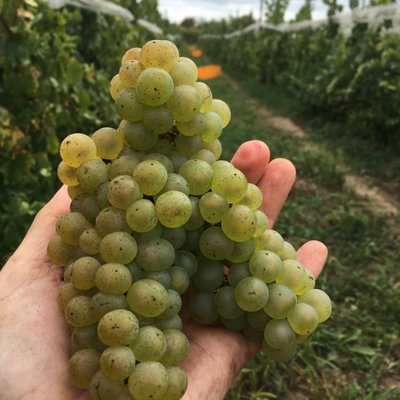 Trail Estate Winery by null