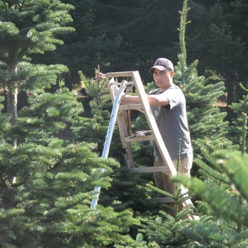 Snowline Tree Farm - Home & Garden Near Me - Molalla, Oregon Snowline Tree Farm - Home & Garden Near Me - Molalla, Oregon