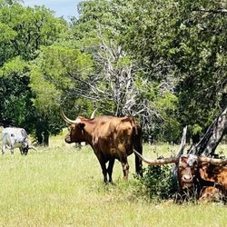 Austin East Koa - The mascots!