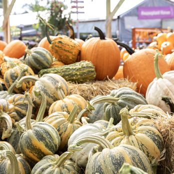 Green Acres Nursery & Supply - Nurseries & Gardening Near Me - Irving, Texas Green Acres Nursery & Supply - Nurseries & Gardening Near Me - Irving, Texas