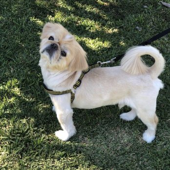 Doggy Land Grooming - After Going To Doggy Land Grooming 3/19 - Pet Groomers Near Me - Downey, California Doggy Land Grooming - After Going To Doggy Land Grooming 3/19 - Pet Groomers Near Me - Downey, California