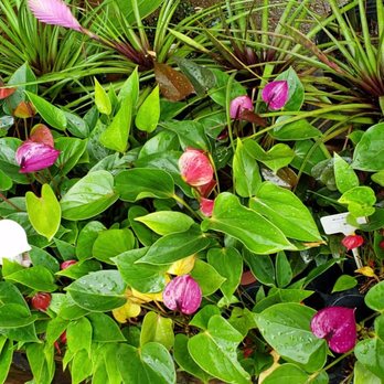Kauai Seascapes Nursery - Nurseries & Gardening Near Me - Kilauea, Hawaii