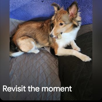 BluePearl Pet Hospital - My sweet Lucy - Veterinarians Near Me - Levittown, Pennsylvania BluePearl Pet Hospital - My sweet Lucy - Veterinarians Near Me - Levittown, Pennsylvania