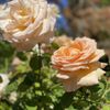 Arboretum at South Seattle College gift card