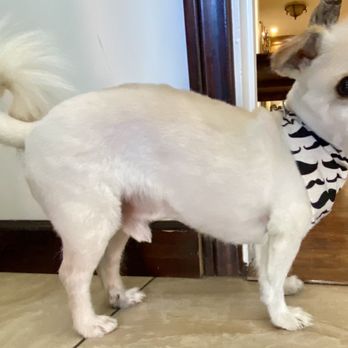 More Than A Bath - Mobile Grooming - All cleaned up, thanks to Kendall! - Pet Groomers Near Me - Lynwood, California