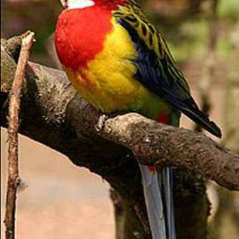 Vogelpark Heiligenkirchen - Zoos Near Me - Detmold, NW