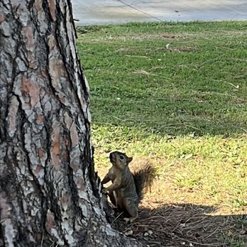Almansor Park - Squirrel - Parks Near Me - Alhambra, California