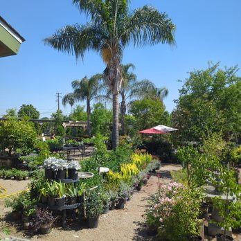 Bolles Nursery Landscape - Good sized selection of all kinds of greenery! - Nurseries & Gardening Near Me - Bakersfield, California Bolles Nursery Landscape - Good sized selection of all kinds of greenery! - Nurseries & Gardening Near Me - Bakersfield, California