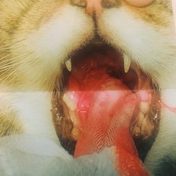 Visible throat cancer. This doesn't look like a cat in good condition.