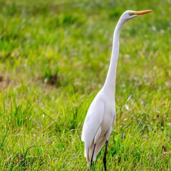 Chalmette Battlefield - Great Egret - Parks Near Me - Chalmette, Louisiana