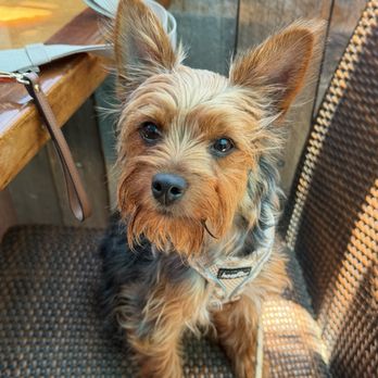 Modern Animal Costa Mesa - Veterinarians Near Me - Costa Mesa, California Modern Animal Costa Mesa - Veterinarians Near Me - Costa Mesa, California